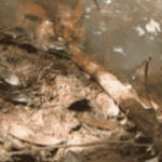 赏金女王试玩:从策略到操作的全面解析 i47woh